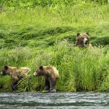 Mama bear and her two cubs at waters edge