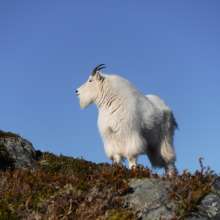 Mountain Goat at ten feet distant. Mt. Ripinski.