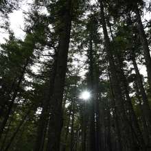 Sun Star through the Trees