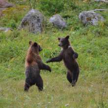 two brown bear cubs dancing
