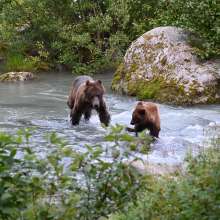 Fishing Bears