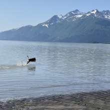Fun at dog beach