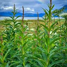 Fireweed, rainbow, and Chilkat Mountains