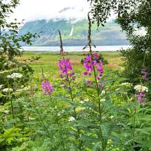 Fireweed and the Chilkat Mountains