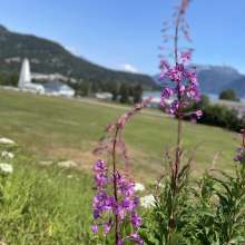 Fireweed on the Parade Grounds