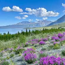 On the Haines Highway are beautiful flowers and gorgeous glaciers
