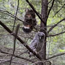Predator or prey?