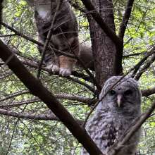 Cat and Owl