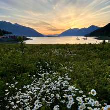 Letnikof Cove Sunset with Daisies. Haines, Alaska