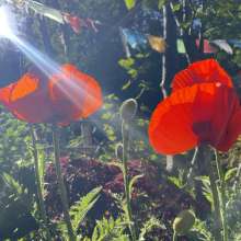 Poppy Prayers