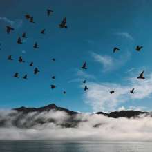 Flying free