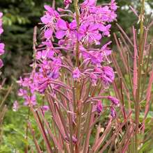 Fireweed in bloom