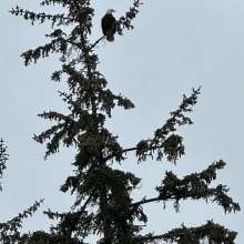 Eagle viewing