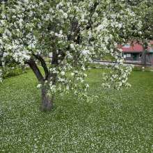 Apple blossoms from the Anway apple tree at the Sheldon museum