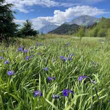 Wild Irises blooming
