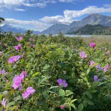 Flowers & Mountains