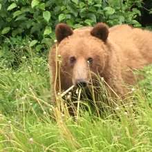 Bears hanging in Haines