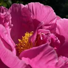 Peony Love