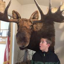 Bull Moose at Bald Eagle Foundation