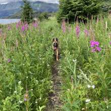 Dog walk on mud bay beach trail