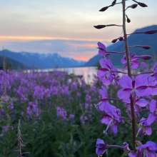 Fireweed