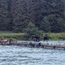 Biologist checking the Chilkoot weir