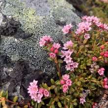 Tiny little universe in Haines Pass