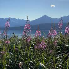 Fireweed on Eldred Rock