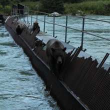 Brown bear and her two cubs on the weir on Chilkoot River