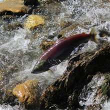 Sockeye salmon jumping through a small waterfall near Chilkat river