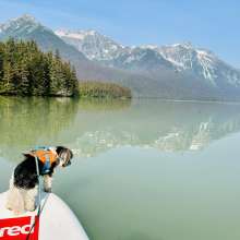 Louie looking for spawning salmon in Chilkoot Lake