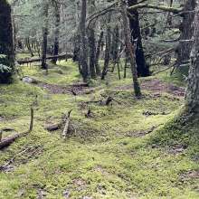Hiking in the woods Chilkat state park