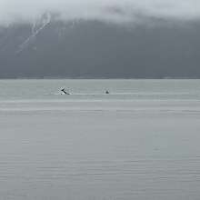 Orcas in the harbor