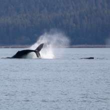 whale
