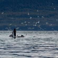 whales and seaguls