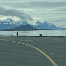 Airport grizzlies