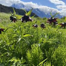 Chocolate Lilly’s, wildflowers