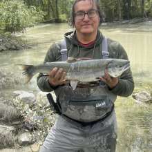Sockeye on the Chilkat River, Gilnet Markings