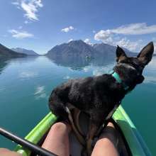 dog on kayak nose fjord waters