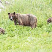 This is the Sow with 2 cubs in the Chilkoot River