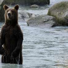 bear in water near Lukat Inlet