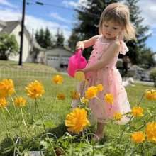 little girl in pink dress watering yellow flowers