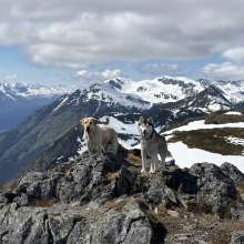 Dogs Hiking top of mountain ridge