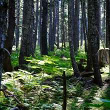 Lighting the way... (woods)