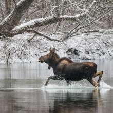 Moose along Haines Highway at Mile 13