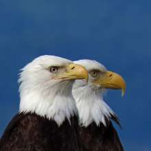 Nesting pair watching over Lynn Canal near cruise ship docks