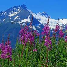 Fireweed with mountains back drop