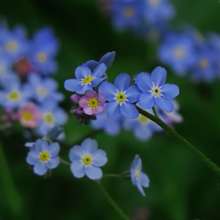 Forget-Me-Not flowers
