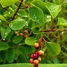 Plants in Haines, Alaska