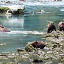 four brown bears at Chilkoot River